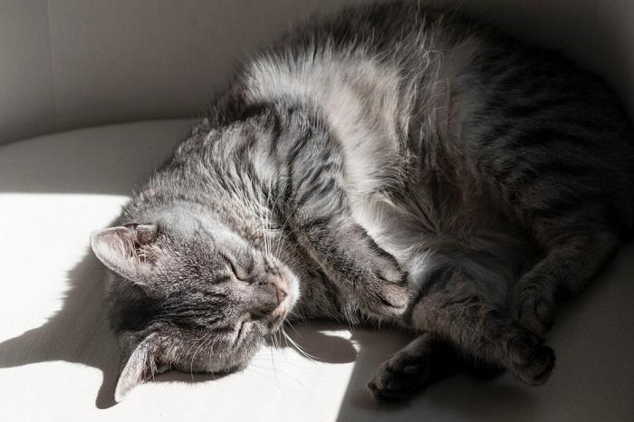 gato dormido con luz solar