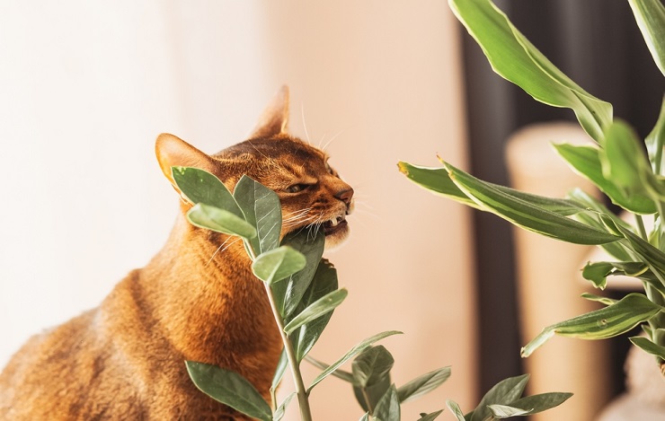 Abyssinian Cat eating plant