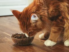 Orange White Maine Coon Eating FirstMate Chicken Meal With Blueberries Formula Dry Kibble Cat Food