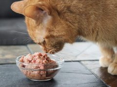RAWR Eat Like A Lion Boneless Turkey Eats Fresh Frozen Raw Wet Cat Food