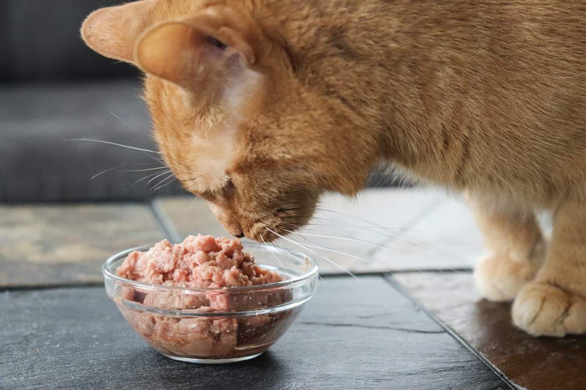 RAWR Eat Like A Lion Boneless Turkey Eats Fresh Frozen Raw Wet Cat Food