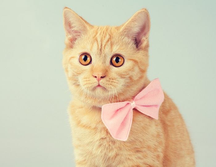 Red kitten wearing a stylish bow tie in a compressed image, showcasing its adorable and dapper look