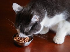 Royal Canin Feline Health Nutrition Adult Instinctive Thin Slices in Gravy Wet Canned Cat Food