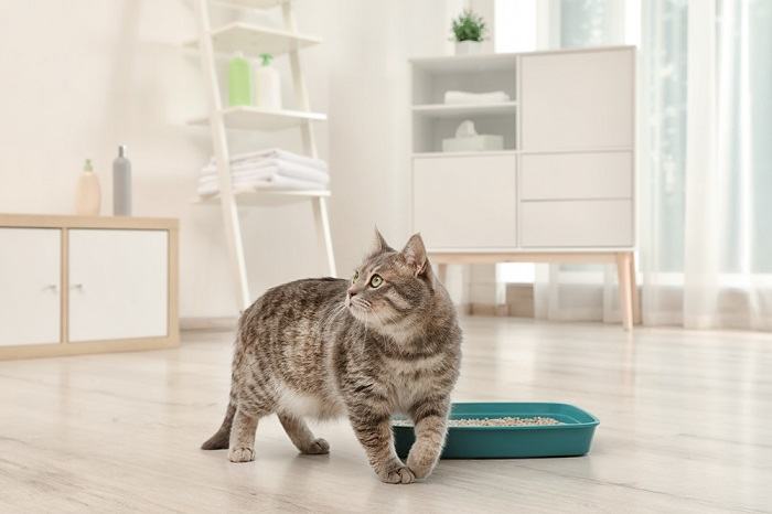 A cat scratching the sides of the litter box after pooping, displaying typical feline behavior associated with burying waste.