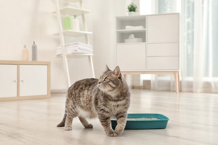 Cat scratches forever in litter clearance box