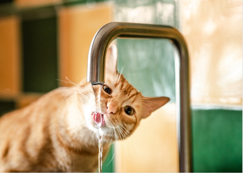 Cat drinking water for tap