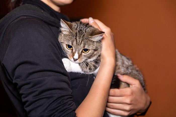 Image portraying a distressed cat exhibiting signs of separation anxiety, conveying the emotional challenges of being apart from their caregiver.