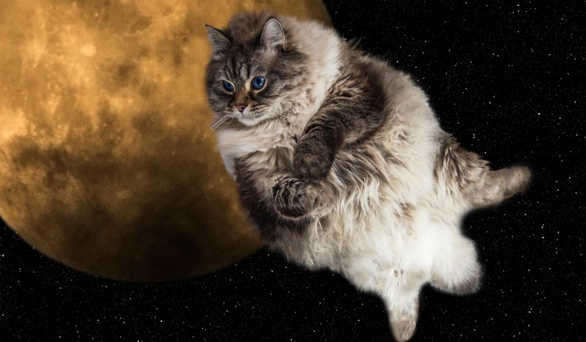 Space cat in a compressed image, combining feline charm with the wonders of the cosmos