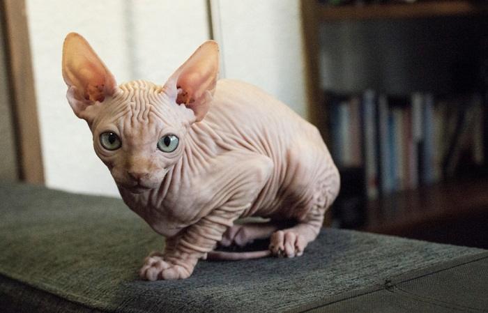 Sphynx hot sale cat names