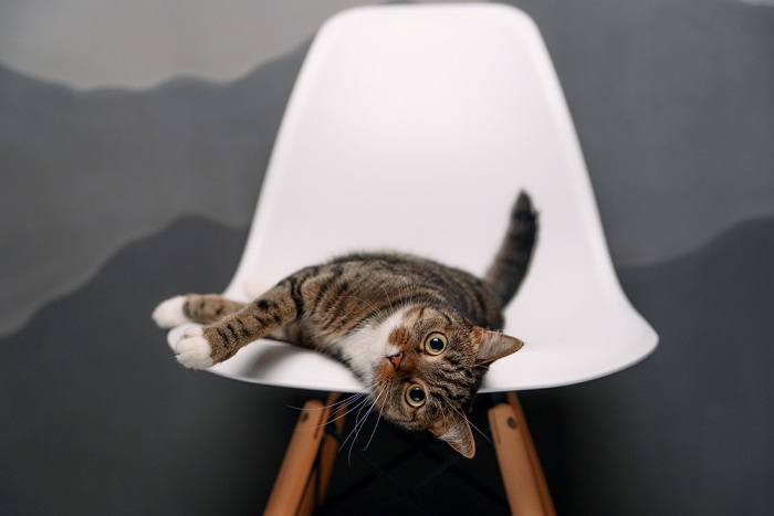 The image implies a guide or article about strategies to discourage cats from occupying human seats, addressing common feline behaviors.