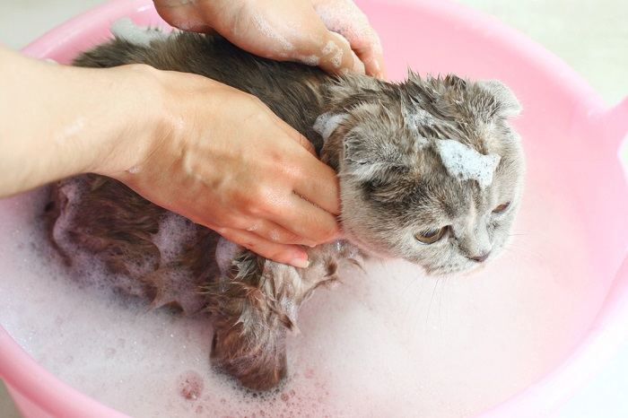 cat bathing time