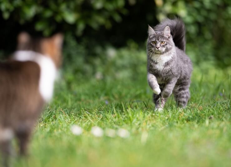 Cat approaching another cat.