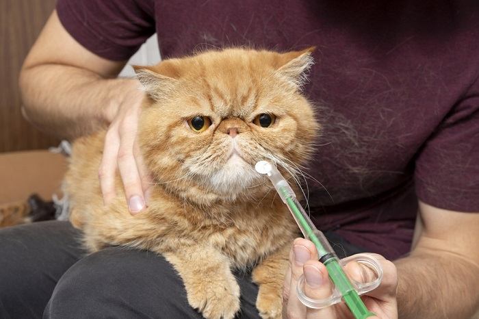 administering medication to cat