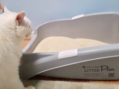 White-cat-in-front-of-lucky-champ-litter-box