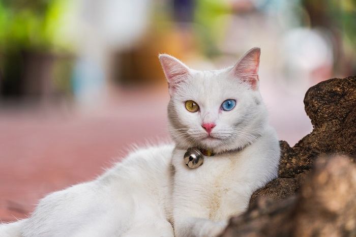 White cat with two differently colored eyes in a compressed image, showcasing its captivating heterochromia.