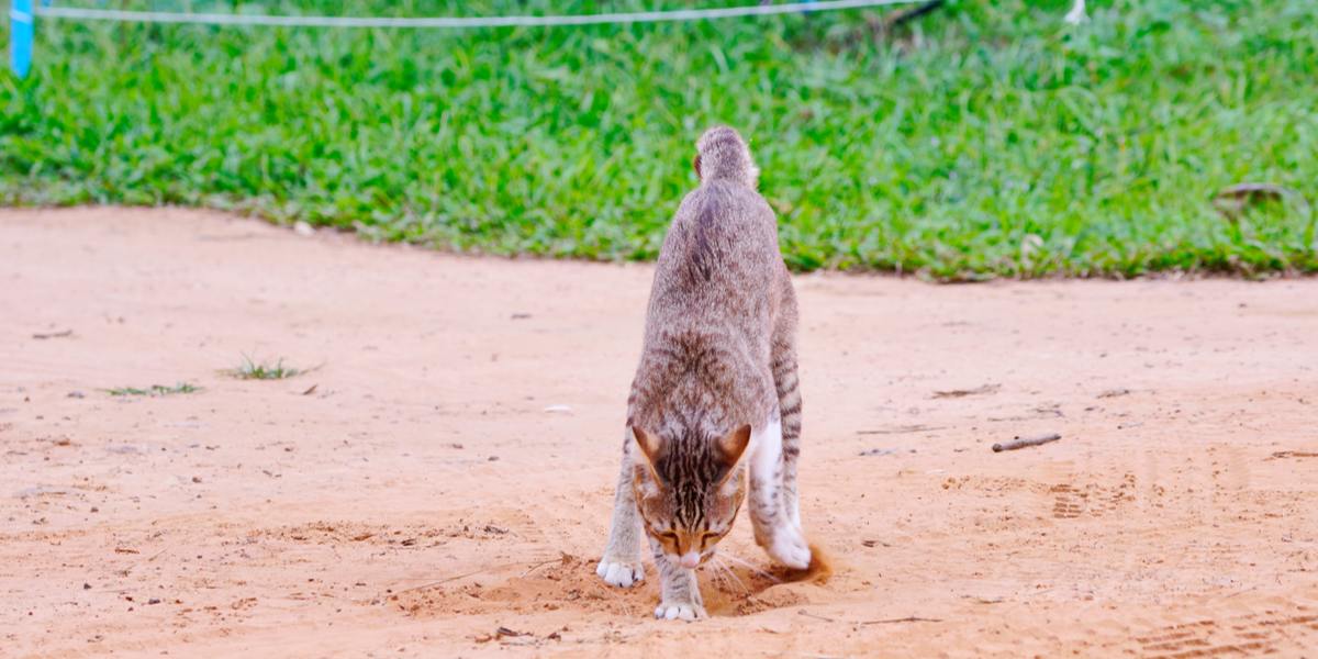 This image visually explores the natural tendency of cats to bury their waste, reflecting their evolutionary need to hide their presence from predators and maintain cleanliness.