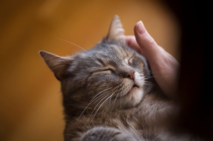 An informative image discussing the reasons behind cat purring, possibly with accompanying text explaining how cats purr as a means of communication, relaxation, and contentment, shedding light on this unique feline behavior.