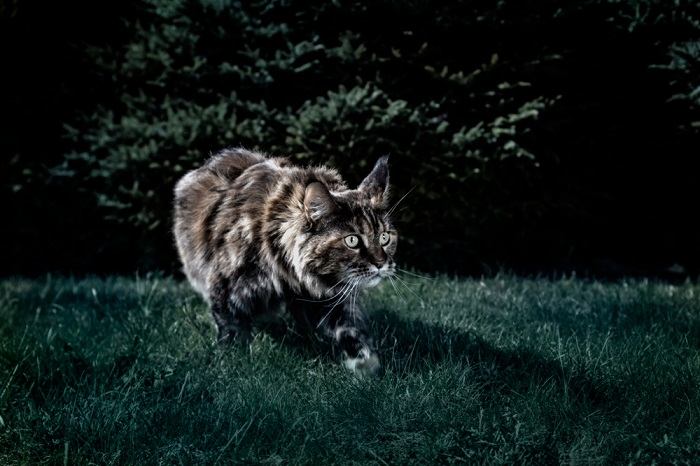 cat walking in the night during night