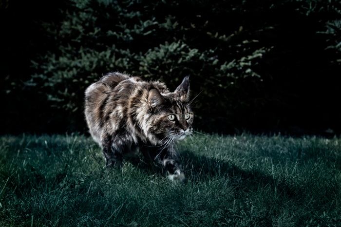 What Does It Mean When A Cat Is Screaming?