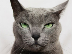 An annoyed cat with a disgruntled expression, showcasing a typical feline reaction to a bothersome situation.