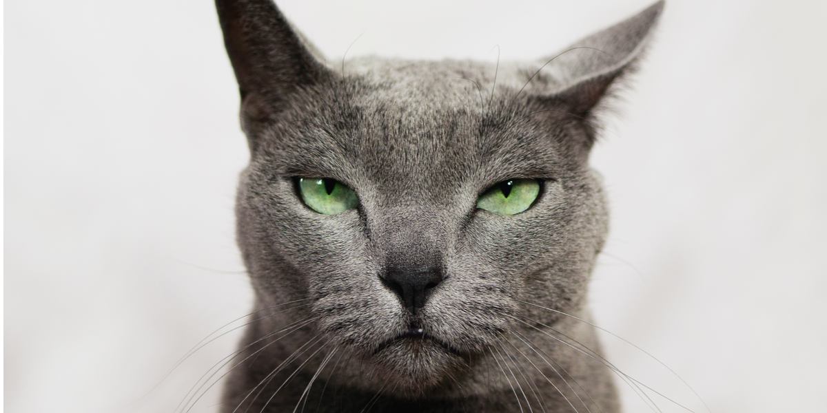 An annoyed cat with a disgruntled expression, showcasing a typical feline reaction to a bothersome situation.