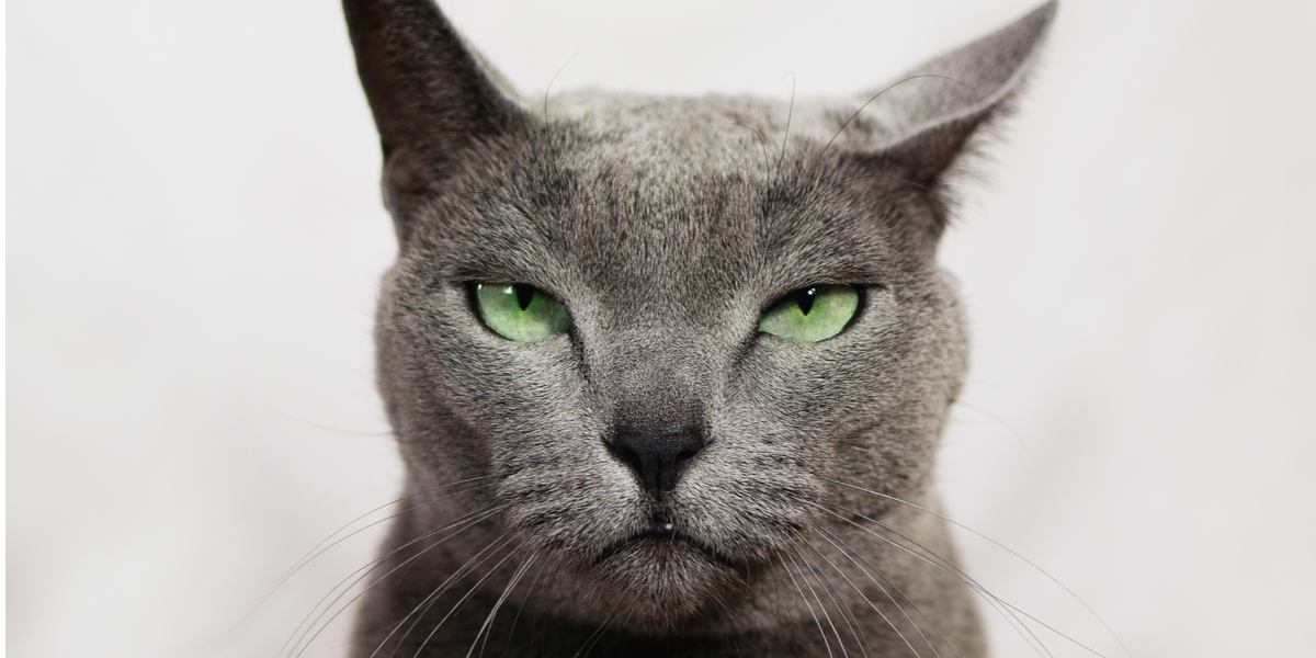 Angry Cat? 8 Ways People Hiss Off Cats