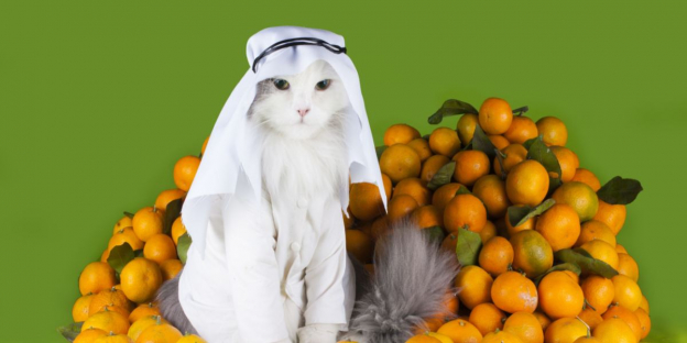 200 Best Arabic Cat Names With Meanings
