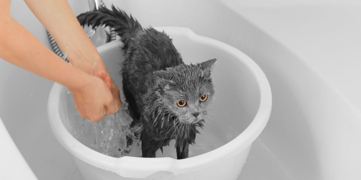 How To Bathe A Cat (A Step By Step Guide) Unianimal