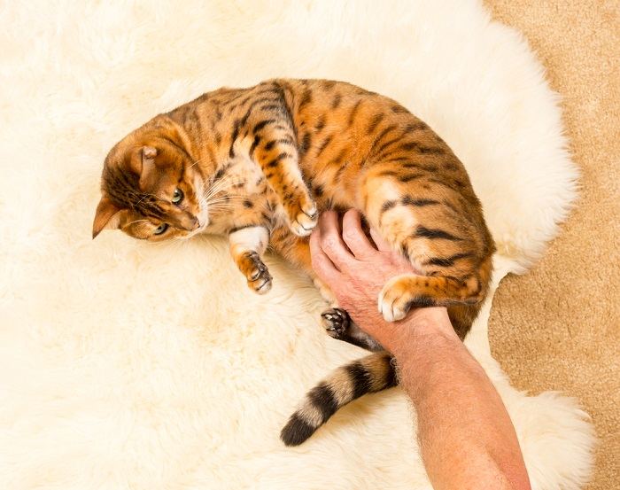 An image depicting a cat inviting a belly rub.