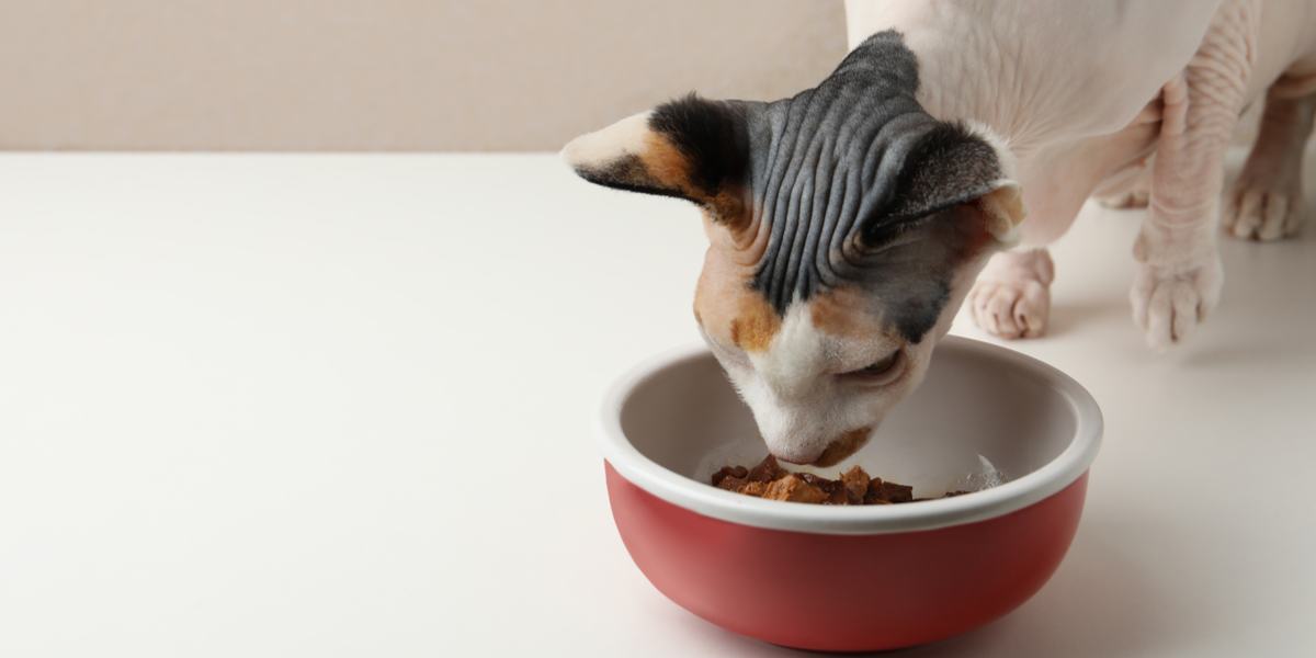 Image of a bowl filled with high-quality chicken food for cats, specially prepared to provide optimal nutrition and flavor.