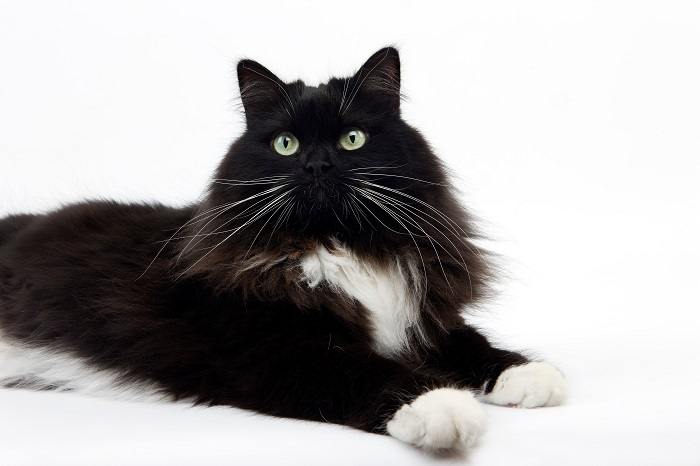 Charming black-and-white cat with a classic coat pattern, exuding a mix of playfulness and elegance in its pose and expression.