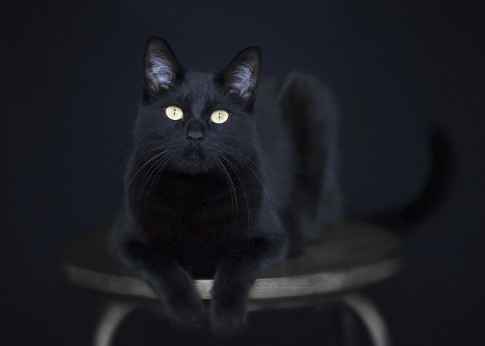 Majestic black cat with a striking appearance, emanating an air of elegance and mystery, showcasing the allure of these beautiful creatures.