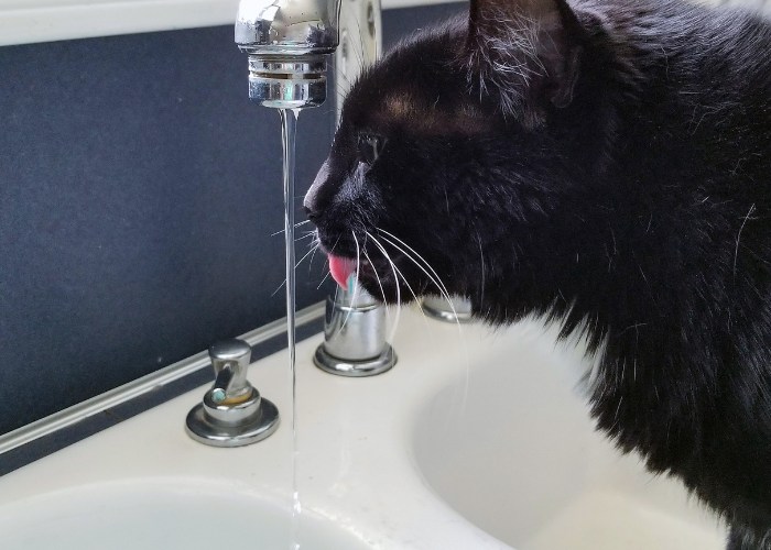 An image showcasing a black cat positioned beneath a running faucet, drinking water from it. 