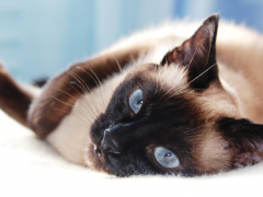 An image showcasing a cat with mesmerizing blue eyes
