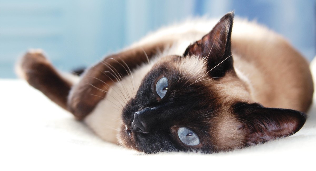 brown and white cat with blue eyes