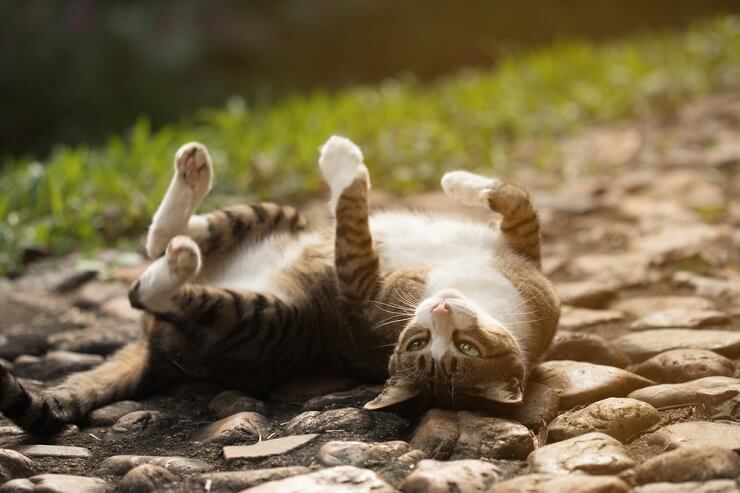 An image of a cat rolling over on its back.