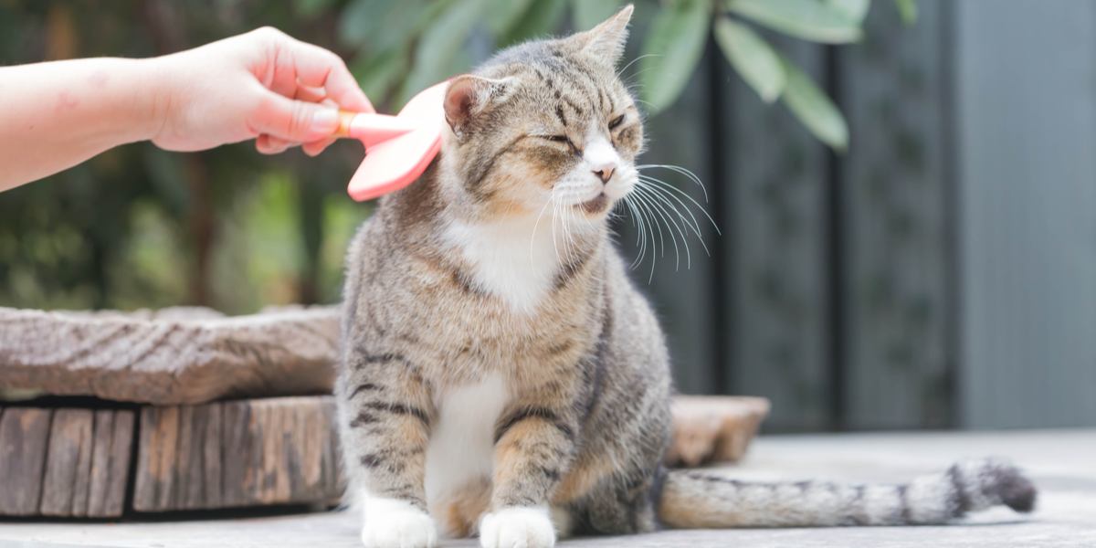 Cat being groomed with a comb