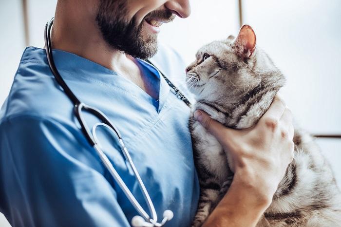 cat and vet-compressed