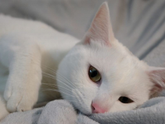 Curious cat playfully nibbling on a cozy blanket, showing its affection and playful nature.
