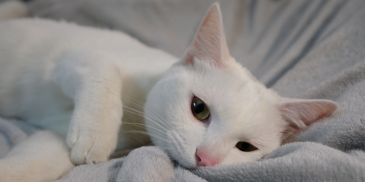 Curious cat playfully nibbling on a cozy blanket, showing its affection and playful nature.