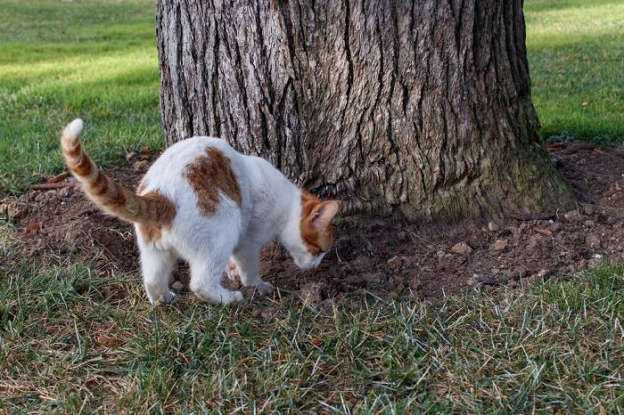 Why Do Cats Bury Their Poop? - Cats.com - Cat Burying Dead Animals In The Front Yard