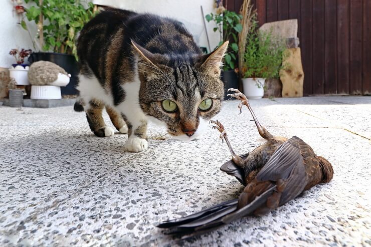cat bring dead bird