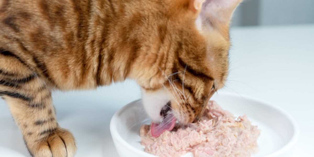 Cat eats wet food too fast and throws up sale