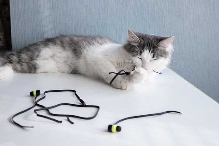 How to stop shop kitten from chewing cords