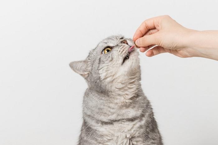 Cat eating a treat.