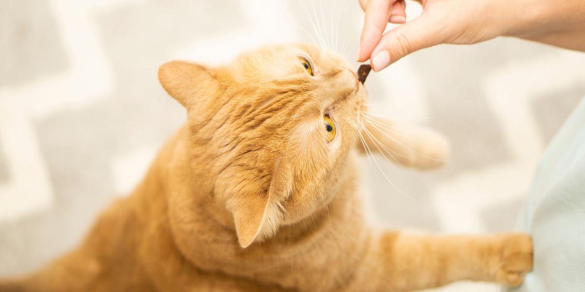 Cat getting a treat.