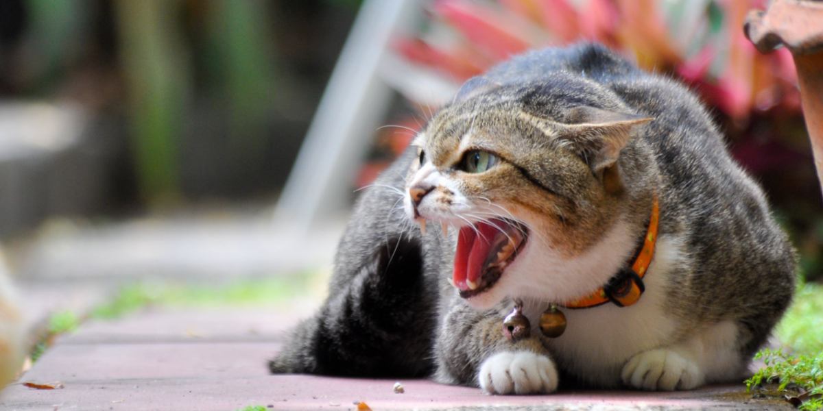 An evocative image of a cat howling, its mouth open in a vocal display of communication, possibly expressing various emotions such as longing, territoriality, or a call for attention.