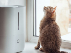 A cat resting near a humidifier, highlighting a setup that contributes to improved air quality and comfort for both the cat and its environment.