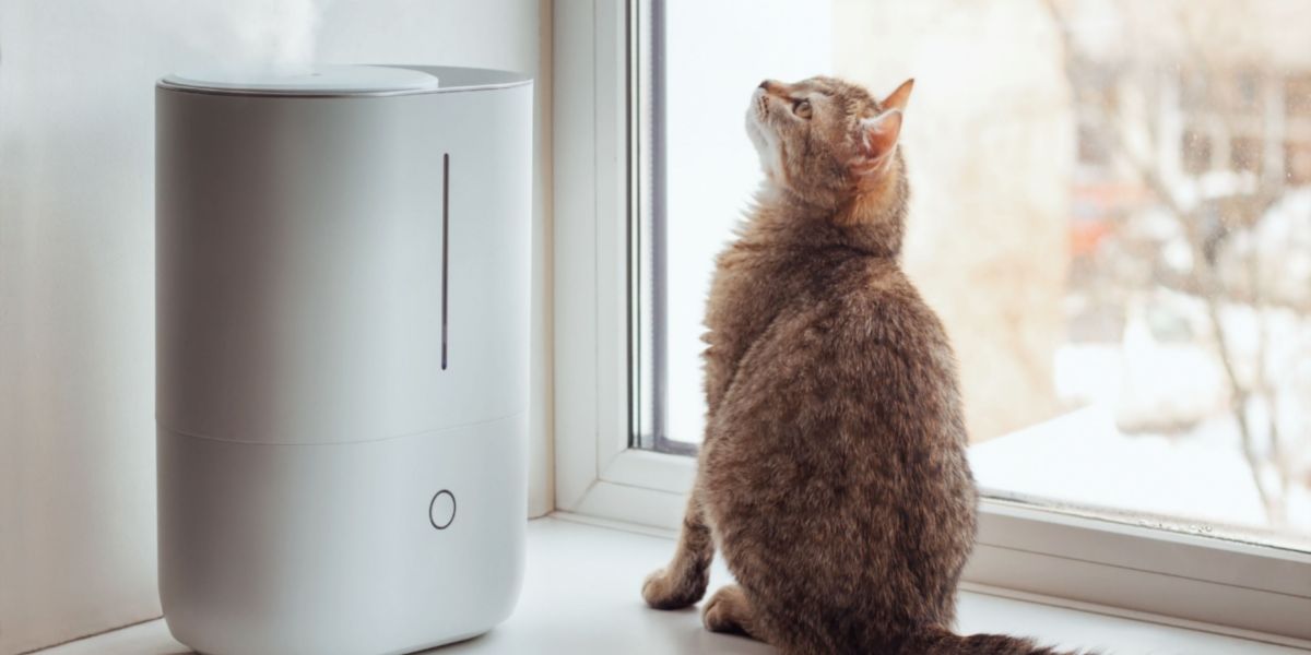 A cat resting near a humidifier, highlighting a setup that contributes to improved air quality and comfort for both the cat and its environment.