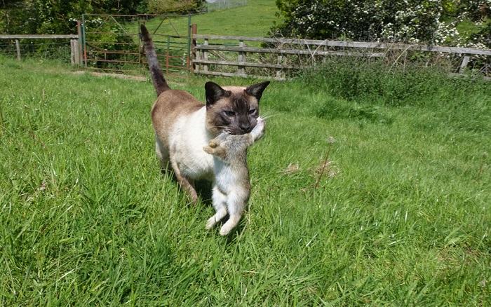 Dynamic image capturing a cat in the midst of a hunting pursuit, targeting a rabbit.